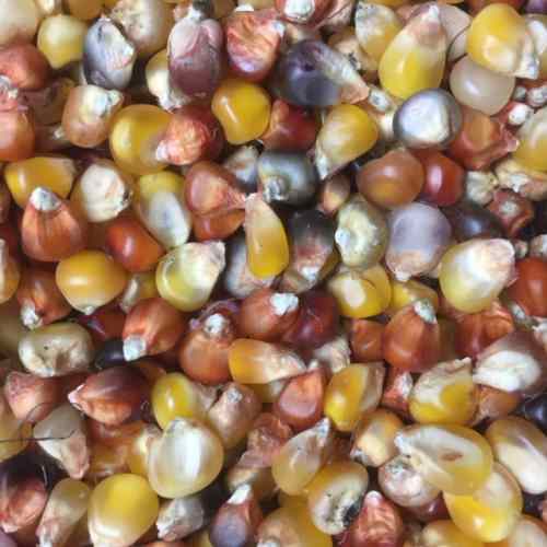 corn seed